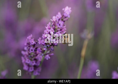 Bumblebee closeup erschossen. Makro Fotografie, Sommer vibes Stockfoto