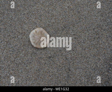 Sand dollar auf tan Sand am Strand in Danang, Vietnam. Von oben fotografiert. Stockfoto