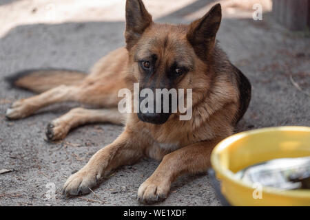 Junge Deutsche Schäferhund Welpen, die auf dem Sun Stockfoto