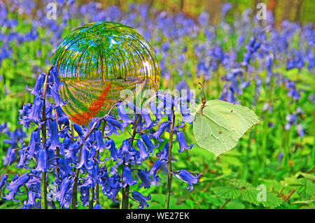 Zitronenfalter auf bluebells Stockfoto