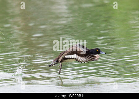 Eine getuftete Enten (Aythya fuligula) während des Starts, Flügeln, Stockfoto