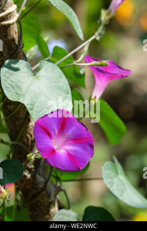 Close-up Blumen von ipomoea tricolor Kniola in Schwarz. Ipomoea purpurea, die gemeinsame Morgen - Herrlichkeit, hohen Morgen - Herrlichkeit oder lila morning glory. Stockfoto