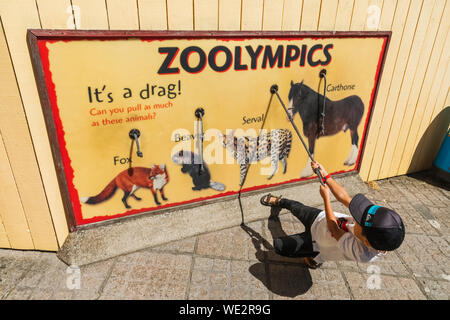 England, East Sussex, Eastbourne, Alfriston, Drusillas Park Zoo und Vergnügungspark, junge Besucher Testen Stärke auf Zoolympics Board Stockfoto