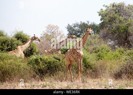 Drei Giraffen auf gelben Gras, grüne Bäume und der blaue Himmel Hintergrund schließen im Chobe Nationalpark, Safari während der trockenen Jahreszeit in Botswana, Afrika Stockfoto