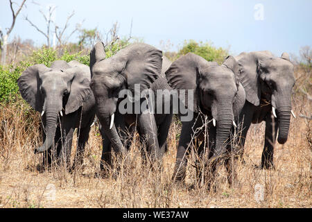 Vier große Elefanten zusammen schließen im Chobe Nationalpark, Safari in Botswana, Südafrika Stockfoto