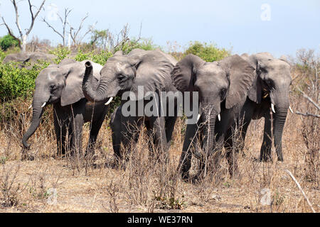 Vier große Elefanten zusammen schließen im Chobe Nationalpark, Safari in Botswana, Südafrika Stockfoto