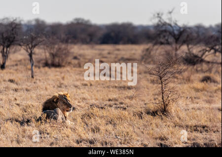 Eindruck eines männlichen Löwen - Panthera leo - ruht auf den Ebenen von Etosha National Park, Namibia. Es ist die frühe Morgensonne. Stockfoto