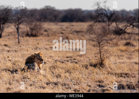 Eindruck eines männlichen Löwen - Panthera leo - ruht auf den Ebenen von Etosha National Park, Namibia. Es ist die frühe Morgensonne. Stockfoto