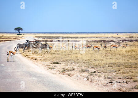 Herde wilder Tiere Zebras und Impala Antilopen im Feld an der Straße auf Safari im Etosha National Park, Namibia, Südafrika Stockfoto