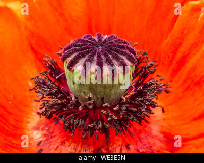 Makroaufnahme von red poppy flower. Nahaufnahme der Samenkorn-kiste Stockfoto