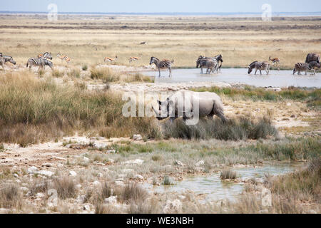 Rhinoceros mit zwei Stoßzähne und Herden von Zebras und Impala Antilopen im Etosha National Park, Namibia trinken Wasser aus dem See Safari im südlichen Afrika Stockfoto