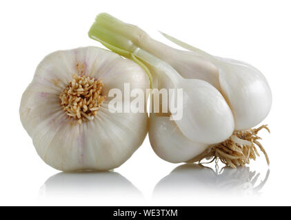 Frischer Knoblauch Zwiebeln auf weißem Hintergrund Stockfoto