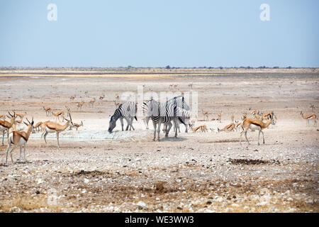 Herden von Zebras und Springböcke, Antilopen Getränke Wasser Austrocknen der See auf weißen Etosha Pfanne land und blauer Himmel, Namibia, Südafrika Stockfoto