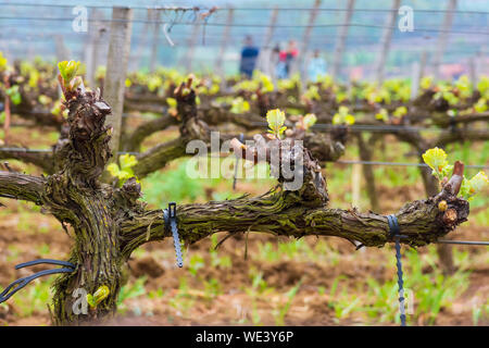Junge Traube schießt auf den Weinberg. Tokaj - berühmte Weinregion in Ungarn Stockfoto