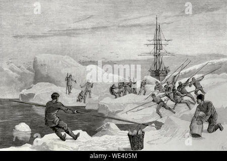 British Arctic Expedition von 1875-1876. Es wurde von George starke Nares (1831-1915) und wurde von der britischen Admiralität geschickt, um zu versuchen, den Nordpol zu erreichen. Zwei Schiffe. "HMS Alert" und "HMS Discovery', captained von Henry Frederick Stephenson, segelte von Portsmouth am 29. Mai 1875. Die Expedition scheiterte, den Nordpol zu erreichen; aber die Küsten von Ellesmere Island und Grönland wurden erforscht. Crew der 'Alert' Schiff, eingeschlossen auf Eisscholle, öffnen Sie auf einen Kanal in der eisigen Meer weg für das Schiff zu machen. Kupferstich von Rico. La Ilustracion Española y Americana, 30. November 1876. Stockfoto