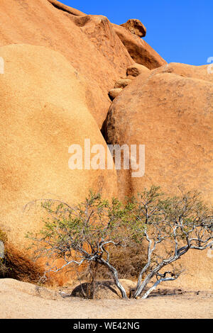 Roten kahlen Granitgipfel, eine grüne getrocknete Baum, blauer Himmel, Spitzkoppe Mountains, Naukluft National Park, Wüste Namib, Namibia, Südafrika Stockfoto