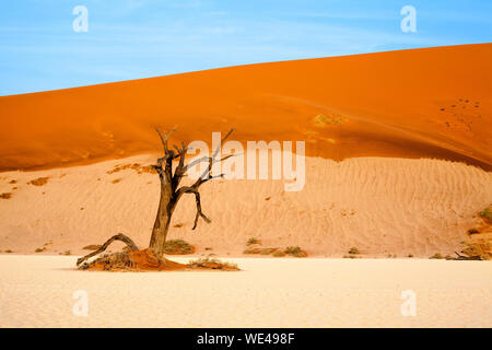 Tote trocken Kamel zerrissen Baum auf der orangefarbenen Sanddünen und der strahlend blaue Himmel Hintergrund, Naukluft National Park Wüste Namib, Namibia, Südafrika Stockfoto