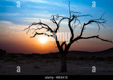 Schönen Sonnenuntergang Landschaft, trockene Äste in der Wüste am strahlend blauen Himmel und weißen Wolken Hintergrund in Sossusvlei, Namibia Silhouette Stockfoto