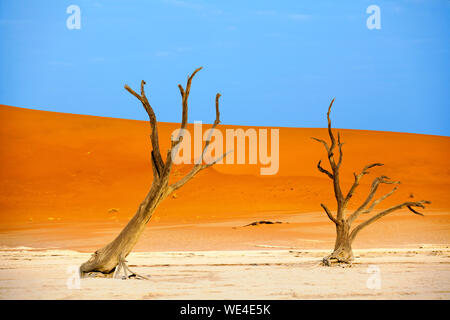 Tote trocken Kamel zerrissen Bäume auf der orangefarbenen Sanddünen und der strahlend blaue Himmel Hintergrund, Naukluft National Park Wüste Namib, Namibia Stockfoto