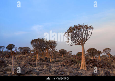 Köcherbäume Wald auf blauer Himmel, afrikanische Landschaft in Keetmanshoop, Namibia, Südafrika Stockfoto