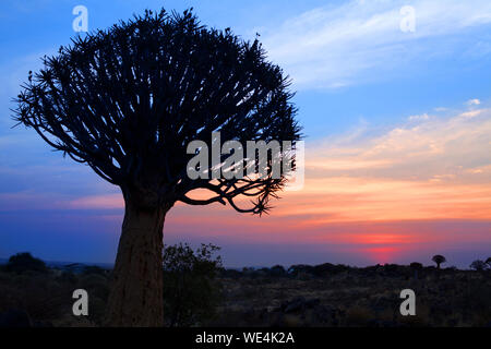 Der Köcherbaum Silhouette auf hellen Sonnenuntergang Himmel Hintergrund, prächtige afrikanische Landschaft in Keetmanshoop, Namibia, Südafrika Stockfoto