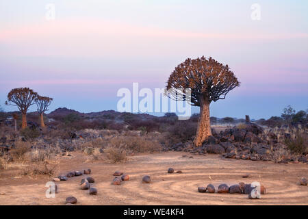 Köcherbaumwald auf Blau und Rosa Dämmerung Himmel Hintergrund und magische Steinkreise, fantastische afrikanische Landschaft in Keetmanshoop, Namibia Stockfoto