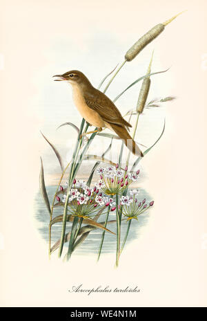 Einzelner Wasservogel auf Teichvegetation und Wasser im Hintergrund. Alte detaillierte Vintage-Illustration von Great Reed Warbler (Acrocephalus arundinaceus). Von John Gould publ. In London Zwischen Den Jahren Zwischen Den Jahren Zwischen Den Jahren Zwischen Dem Stockfoto