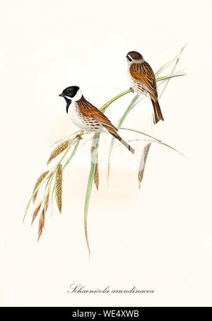 Zwei isolierte kleine Vögel auf einer einzelnen Grashalme über weißem Grund. Handkolorierte alte Illustration von Common Reed Bunting (Emberiza schoeniclus). Von John Gould publ. In London Zwischen Den Jahren Zwischen Den Jahren Zwischen Den Jahren Zwischen Dem Stockfoto
