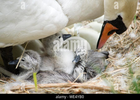 Schwan mit frisch geschlüpfte Cygnets Stockfoto