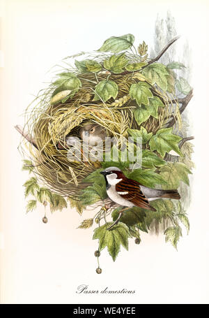 Ein paar süße Vögel und ihr dickes Nest auf einem beblätterten Einzelzweig. Detaillierte handfarbige alte Illustration von House Sparrow (Passer domestcus). Von John Gould publ. In London Zwischen Den Jahren Zwischen Den Jahren Zwischen Den Jahren Zwischen Dem Stockfoto