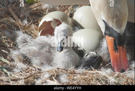 Schwan mit frisch geschlüpfte Cygnets Stockfoto