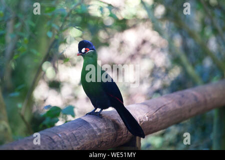 Hartlaub's Needles, Tauraco hartlaubi grün und blau vogel Banana eaters sitzt auf Zweig auf unscharfen Grüner Baum Wald Hintergrund Nahaufnahme, Südafrika Stockfoto