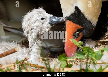 Schwan mit frisch geschlüpfte Cygnets Stockfoto