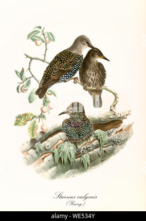 Naturalistische, handfarbige Vintage-Illustration, die drei Vögel zeigt, die ihr Nest in einer leeren Rinde erhalten. Gewöhnliche Starlinge (Sturnus vulgaris) juvenil. Von John Gould publ. In London Zwischen Den Jahren Zwischen Den Jahren Zwischen Den Jahren Zwischen Dem Stockfoto