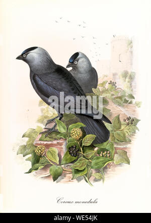 Zwei gräuliche Vögel im Freien auf einem beblätterten Boden. Alte detailgetreue naturalistische Illustration von Western Jackdaw (Coloeus moneula). Von John Gould publ. In London Zwischen Den Jahren Zwischen Den Jahren Zwischen Den Jahren Zwischen Dem Stockfoto