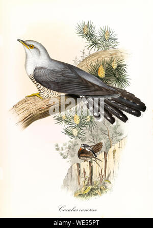 Einzelner Kuckuck auf Stamm und Vegetation im Hintergrund. Detaillierte handfarbige Vintage-Illustration des gemeinen Kuckucks (Cuculus Canorus). Von John Gould publ. In London Zwischen Den Jahren Zwischen Den Jahren Zwischen Den Jahren Zwischen Dem Stockfoto