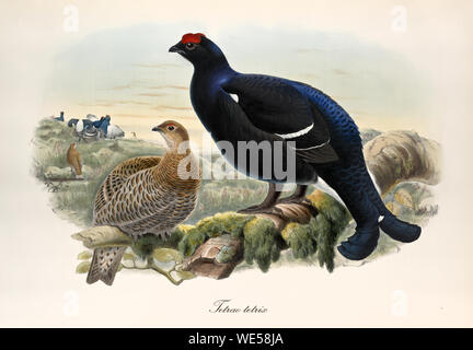 Handfarbige Abbildung von Black Grouse (Tetrao tetrix) im Vintage-Stil mit Partner auf einem dicken Zweig und anderen Beispielen im Hintergrund. Von John Gould publ. In London Zwischen Den Jahren Zwischen Den Jahren Zwischen Den Jahren Zwischen Dem Stockfoto