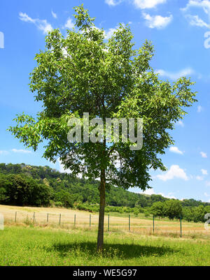 Walnuss isoliert in einem Feld in blauer Himmel. Stockfoto