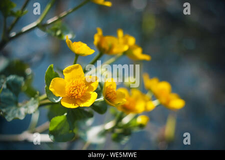 Helle gelbe Blume schlüsselblume Marsh blüht über klare, blaue Teich beleuchtet durch helles Licht 12.00. Stockfoto