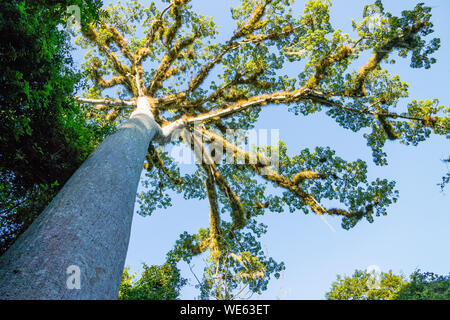 Silk Cotton Tree (ceiba pentandra) Baldachin, Nationalpark Tikal, Guatemala Stockfoto