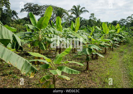 Bananenstauden gepflanzt in einer Zeile in einer Plantage in Belize, Mittelamerika Stockfoto