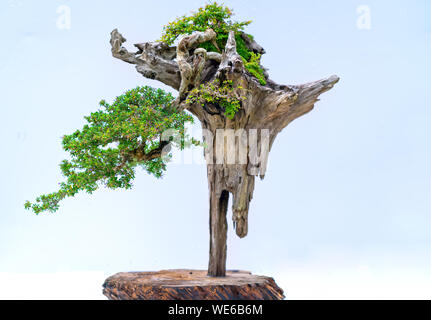 Bonsai Bäume steigen aus den getrockneten Holz Kunstwerke in Zierpflanzen zu erstellen Stockfoto