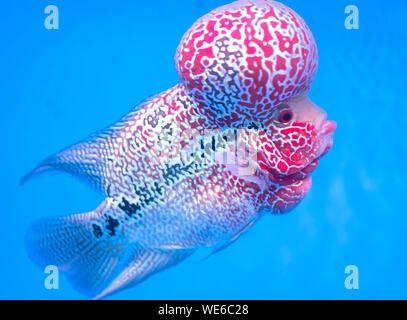 Flowerhorn Cichliden bunte Fische schwimmen im Aquarium. Dies ist ein Zierfische, die das Glück des Feng Shui im Haus symbolisiert Stockfoto