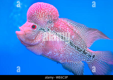 Flowerhorn Cichliden bunte Fische schwimmen im Aquarium. Dies ist ein Zierfische, die das Glück des Feng Shui im Haus symbolisiert Stockfoto