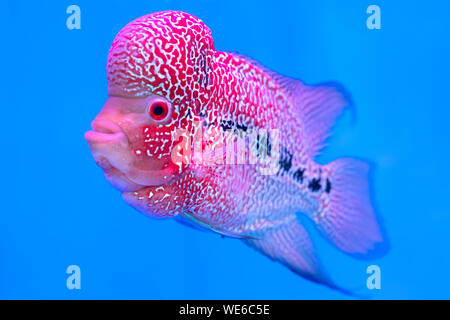 Flowerhorn Cichliden bunte Fische schwimmen im Aquarium. Dies ist ein Zierfische, die das Glück des Feng Shui im Haus symbolisiert Stockfoto