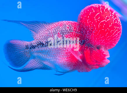 Flowerhorn Cichliden bunte Fische schwimmen im Aquarium. Dies ist ein Zierfische, die das Glück des Feng Shui im Haus symbolisiert Stockfoto