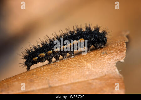 Gemeinsame Lackei motte Caterpillar (Eilema lurideola) ruht auf Blatt. Tipperary, Irland Stockfoto