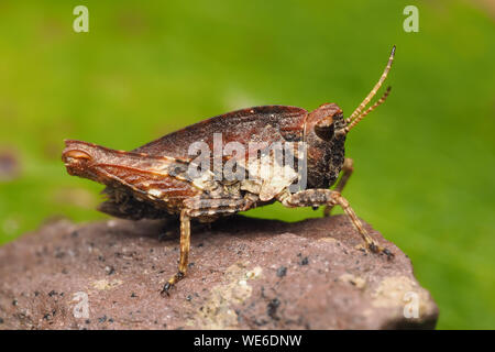 Gemeinsame Groundhopper (Tetrix undulata) ruht auf Stein. Tipperary, Irland Stockfoto