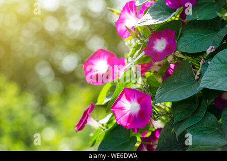 Beautiful Morning glory Blumen in einem Garten von der Sonne beleuchtet Stockfoto