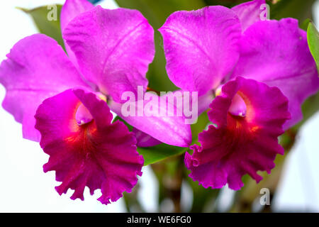 Cattleya Labiata Blumen blühen im Frühling, die Schönheit der Natur zieren Stockfoto